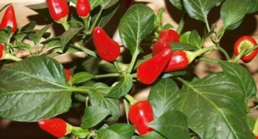 Jak pěstovat papriky?